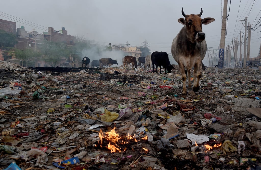 Cattle scavenge for food at a garbage dump in Faridabad, on the outskirts of the Indian capital New Delhi. Photo: AFP