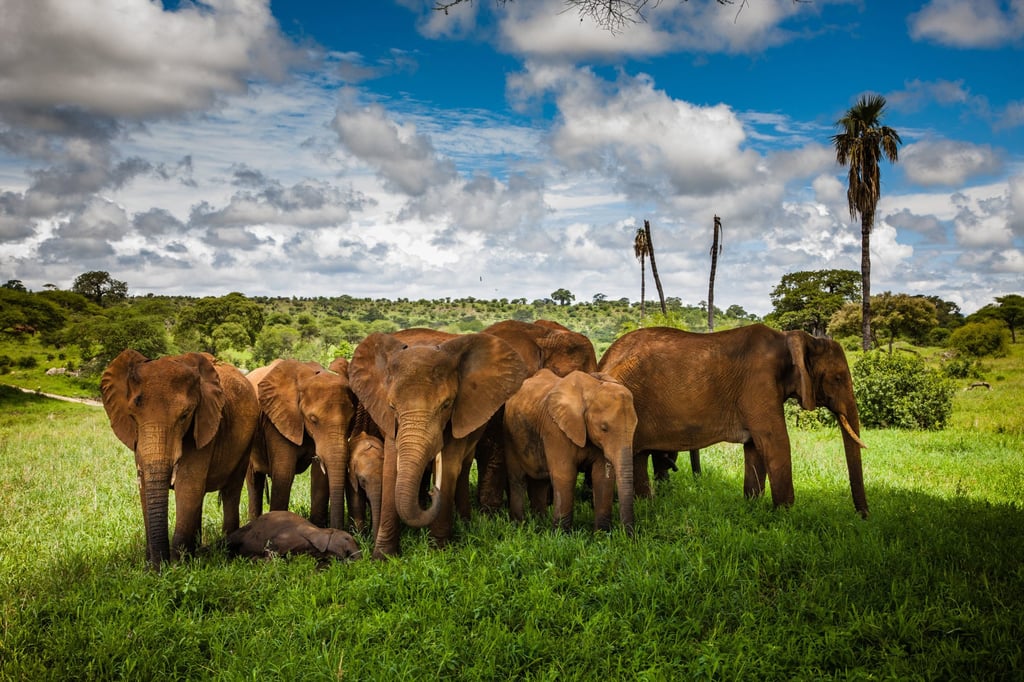A group of elephants in Tarangire National Park, in which Honeyguide Tarangire Camp is located. Photo: Shutterstock