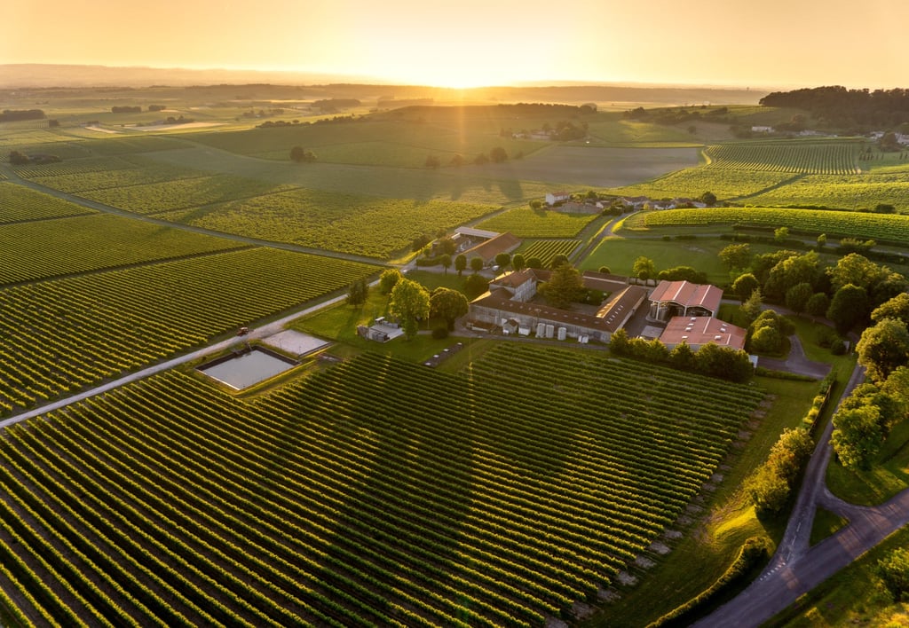 A vineyard in Cognac, France. Cognac is distilled from particular white grapes that must be grown in the local area. Photo: Hennessy A vineyard in Cognac, France. Cognac is distilled from particular white grapes that must be grown in the local area. Photo: Hennessy