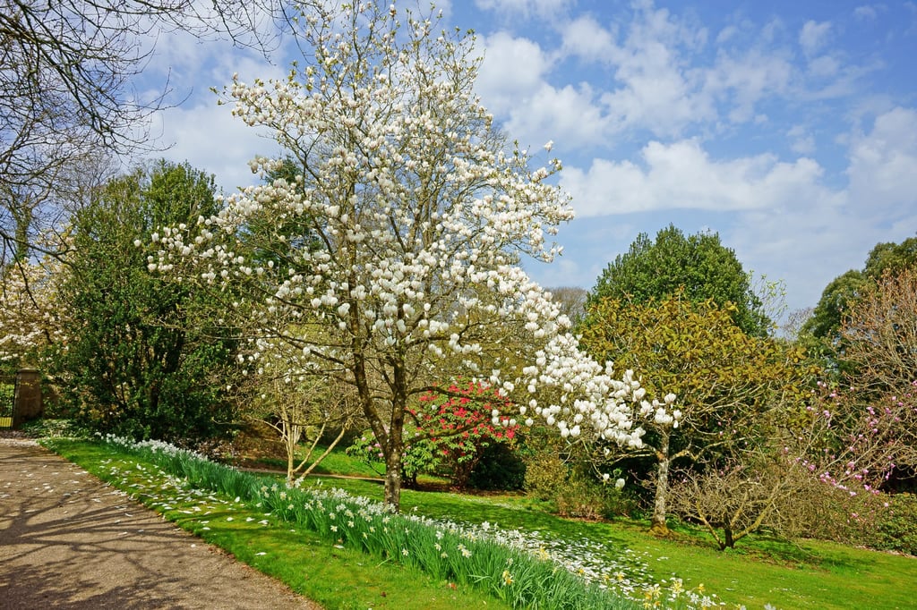 A magnolia tree blossoms in the British spring time. This writer discovered that he had one in his newly acquired garden. Photo: Shutterstock