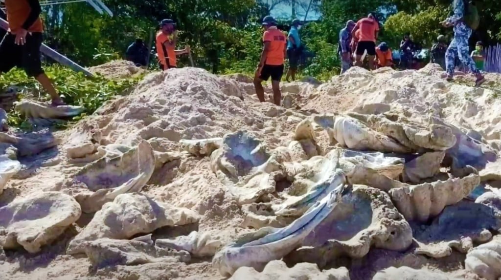 A report by TRAFFIC found the Philippines and Indonesia accounted for more than 84 per cent of the 7,682 giant clam shells seized between 2003 and 2022 that implicated Southeast Asia. Photo: Handout