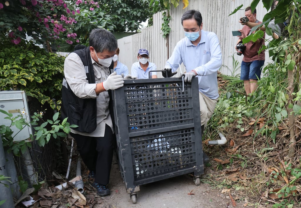 The captured crocodile’s origin remains unclear at this stage. Photo: May Tse The captured crocodile’s origin remains unclear at this stage. Photo: May Tse