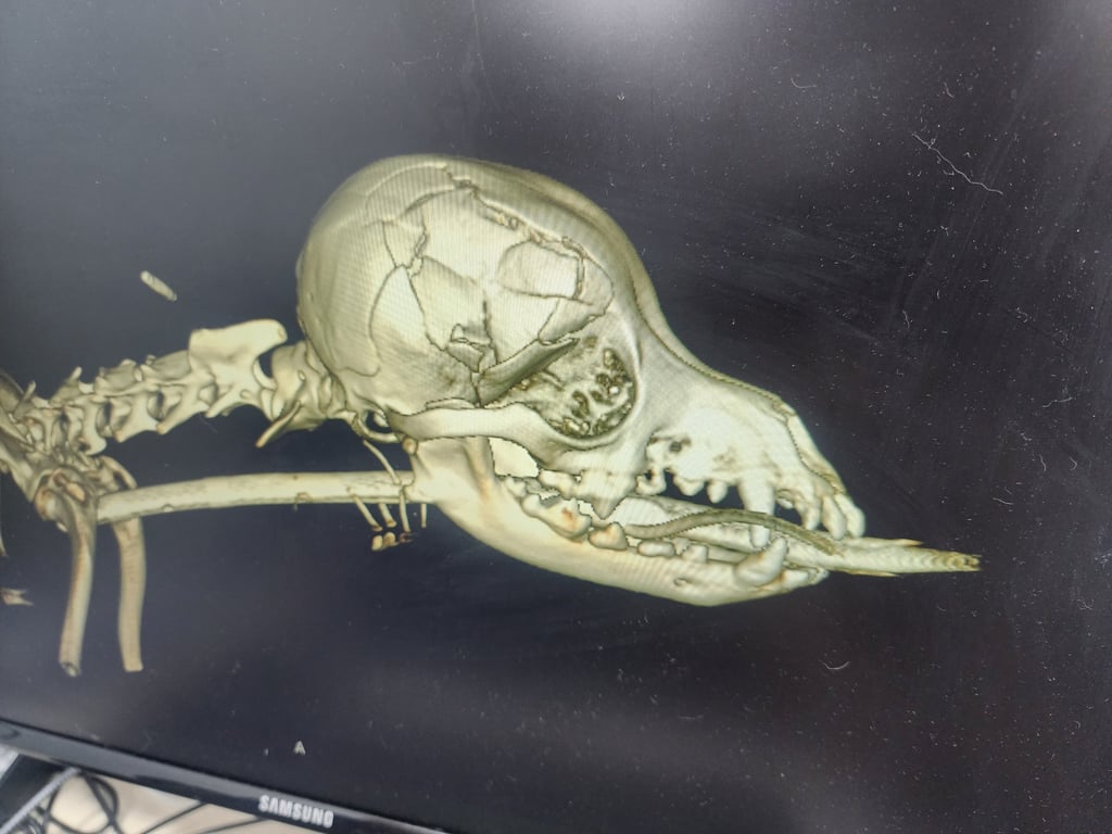 Yorkie skull cheap