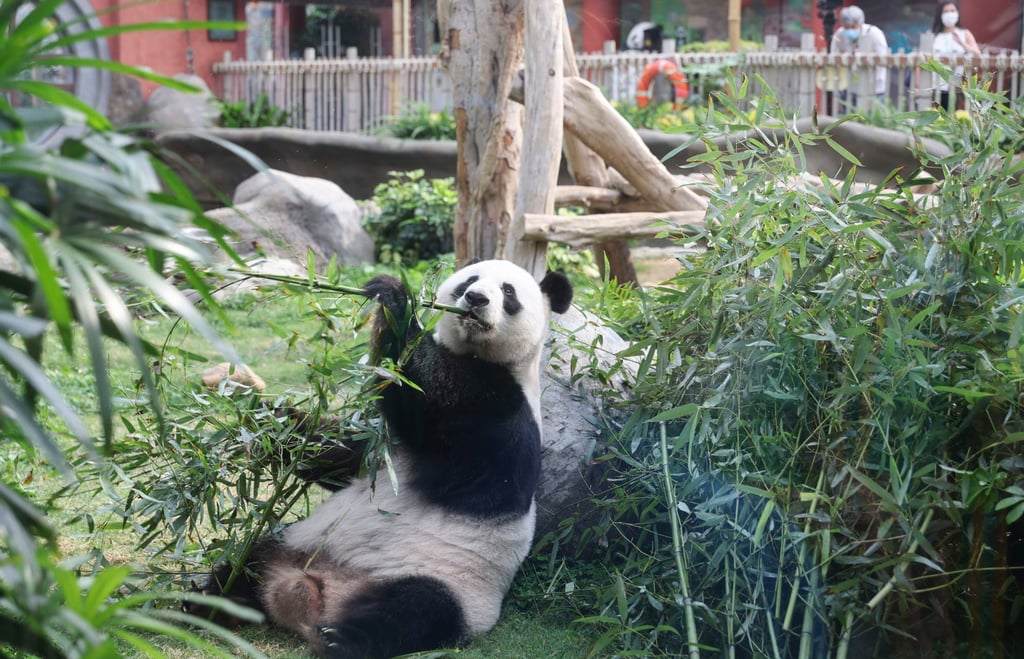 Giant panda Ying Ying, 17, at Ocean Park. Photo: Yik Yeung-man Giant panda Ying Ying, 17, at Ocean Park. Photo: Yik Yeung-man