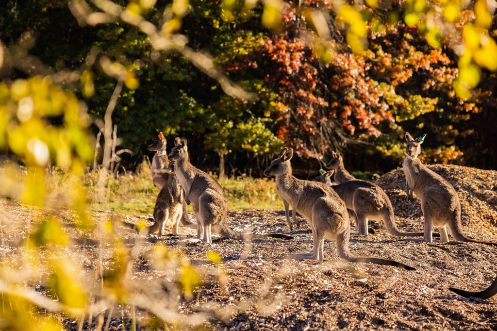 Australia should shoot surplus kangaroos before they starve to death Biology Diagrams