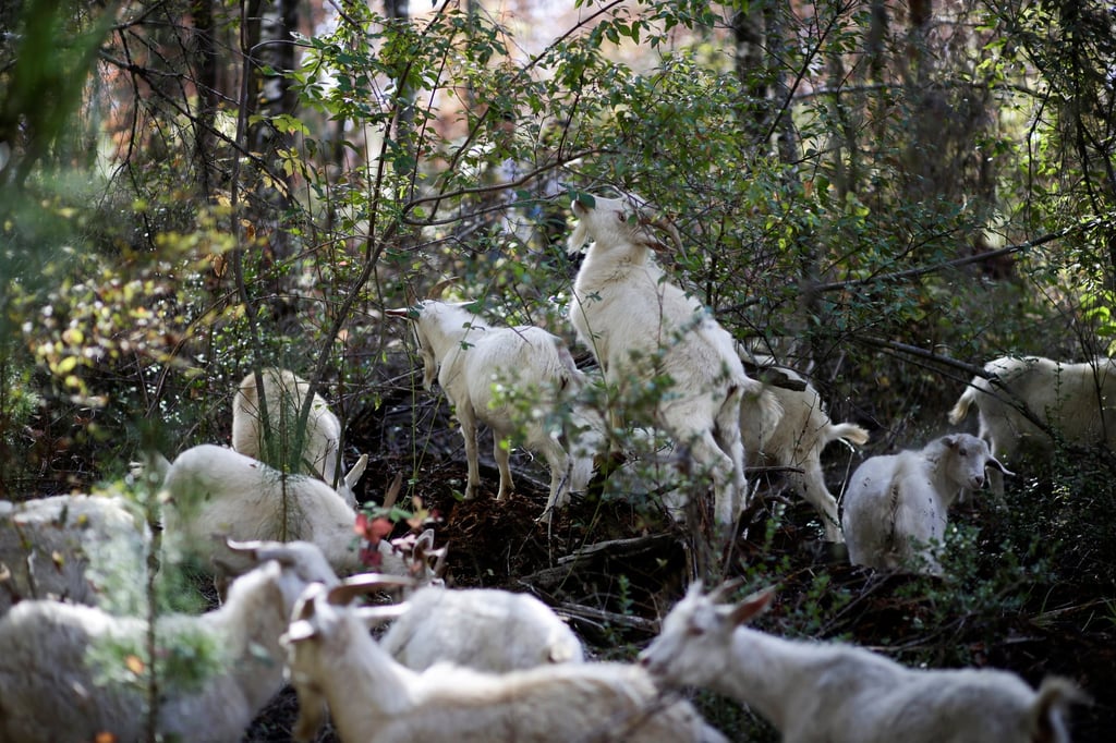 The goats that saved the native forest of the Bosques de Chacay, preventing the park from being consumed by fires. Photo: Reuters The goats that saved the native forest of the Bosques de Chacay, preventing the park from being consumed by fires. Photo: Reuters
