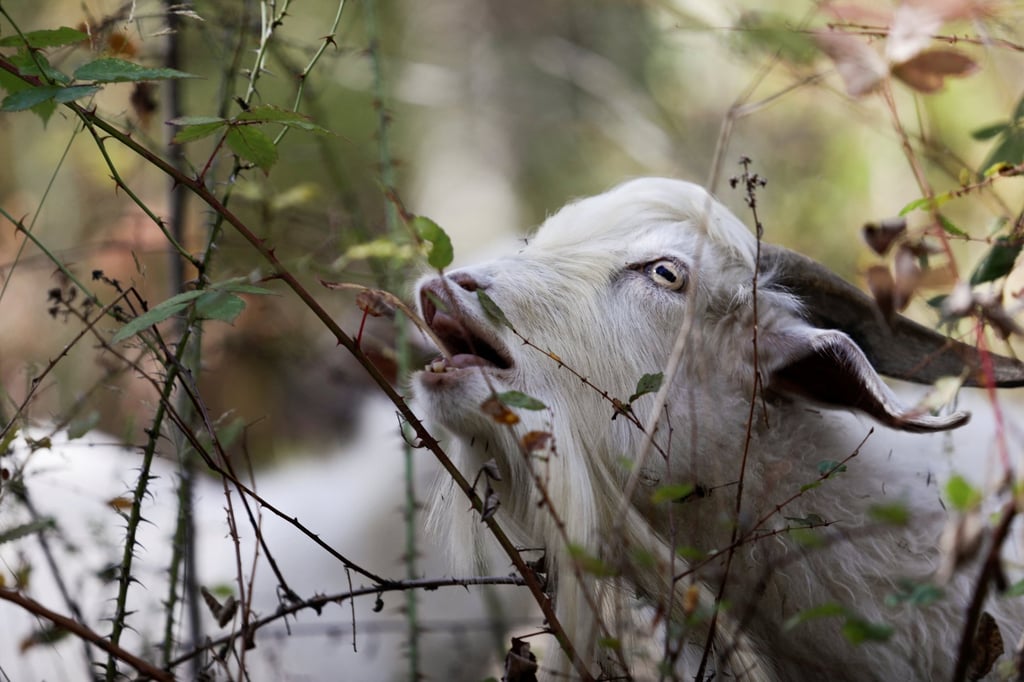 A firefighting goat at the “Buena Cabra” (Good Goat) project in Chile. Photo: Reuters A firefighting goat at the “Buena Cabra” (Good Goat) project in Chile. Photo: Reuters