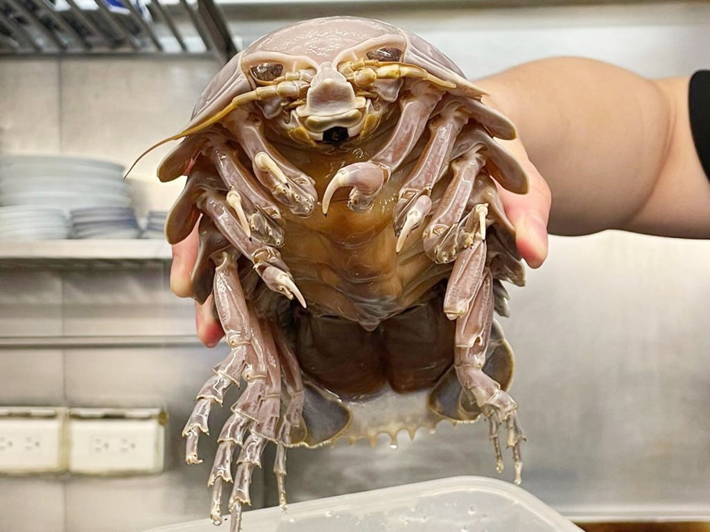 Giant isopods are mysterious deep-sea creatures that resemble large pill bugs or woodlice. Photo: The Ramen Boy Giant isopods are mysterious deep-sea creatures that resemble large pill bugs or woodlice. Photo: The Ramen Boy