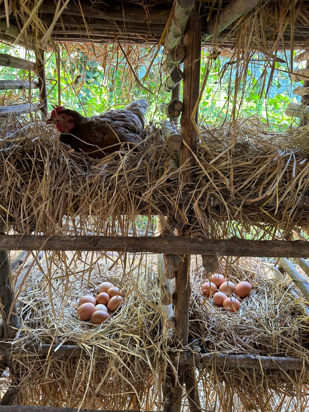 The Conrad Koh Samui’s chicken coop provides around 6,000 eggs per month. Photo: Conrad Koh Samui The Conrad Koh Samui’s chicken coop provides around 6,000 eggs per month. Photo: Conrad Koh Samui