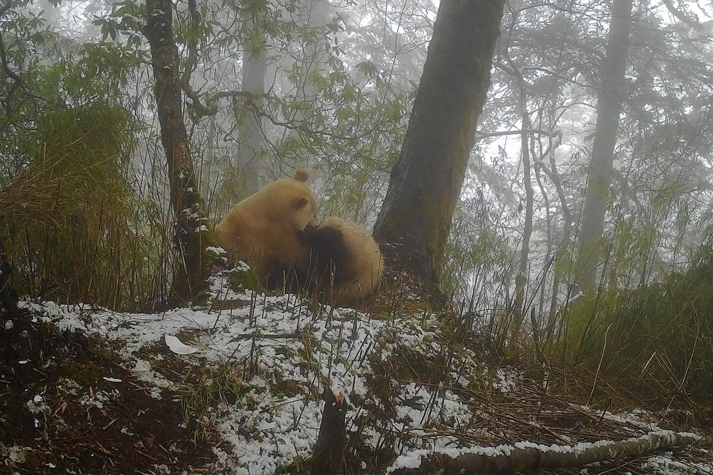 The white giant panda plays with a regular black-and-white panda. Photo: Xinhua The white giant panda plays with a regular black-and-white panda. Photo: Xinhua