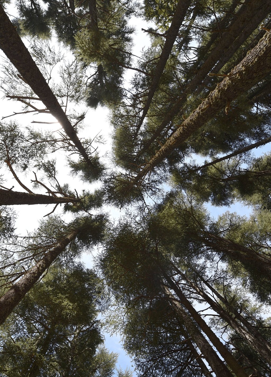 Cedar trees. Japan planted lots of the trees, which produce large amounts of allergy-causing pollen, after the end of World War II for reforestation. Photo: AFP Cedar trees. Japan planted lots of the trees, which produce large amounts of allergy-causing pollen, after the end of World War II for reforestation. Photo: AFP