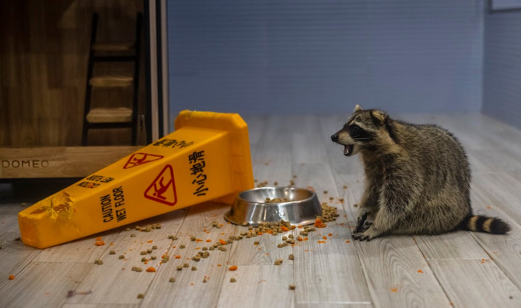 Raccoons destroy crops, damage buildings and infrastructure and endanger native species. Photo: EPA-EFE Raccoons destroy crops, damage buildings and infrastructure and endanger native species. Photo: EPA-EFE