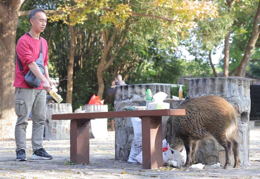 Hong Kong officials are seeking to increase fines for the feeding of wild animals, including boars at Aberdeen Country Park, Aberdeen. Photo: SCMP / Jelly Tse