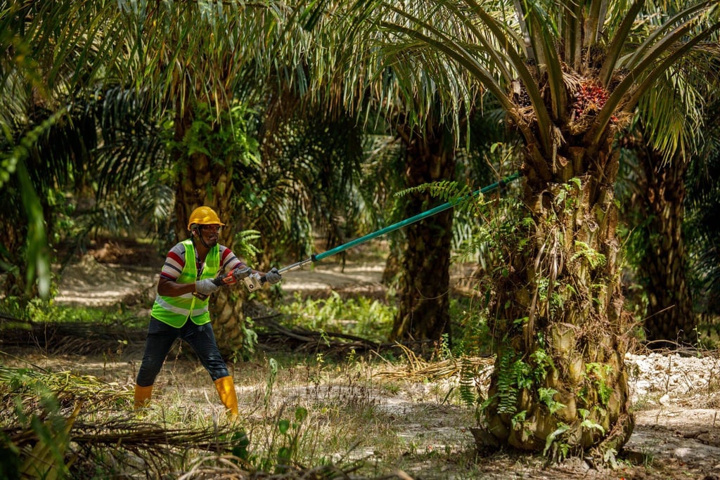 A worker harvests palm-oil fruits at a plantation in the Malaysian state of Johor on Thursday last week. Malaysia has described the EU’s new deforestation law as “unjust”. Photo: Bloomberg A worker harvests palm-oil fruits at a plantation in the Malaysian state of Johor on Thursday last week. Malaysia has described the EU’s new deforestation law as “unjust”. Photo: Bloomberg