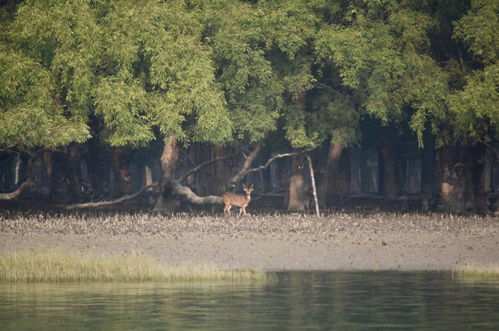 A spotted deer is sighted on the banks of a river in the Sundarbans. Photo: Victoria Burrows A spotted deer is sighted on the banks of a river in the Sundarbans. Photo: Victoria Burrows
