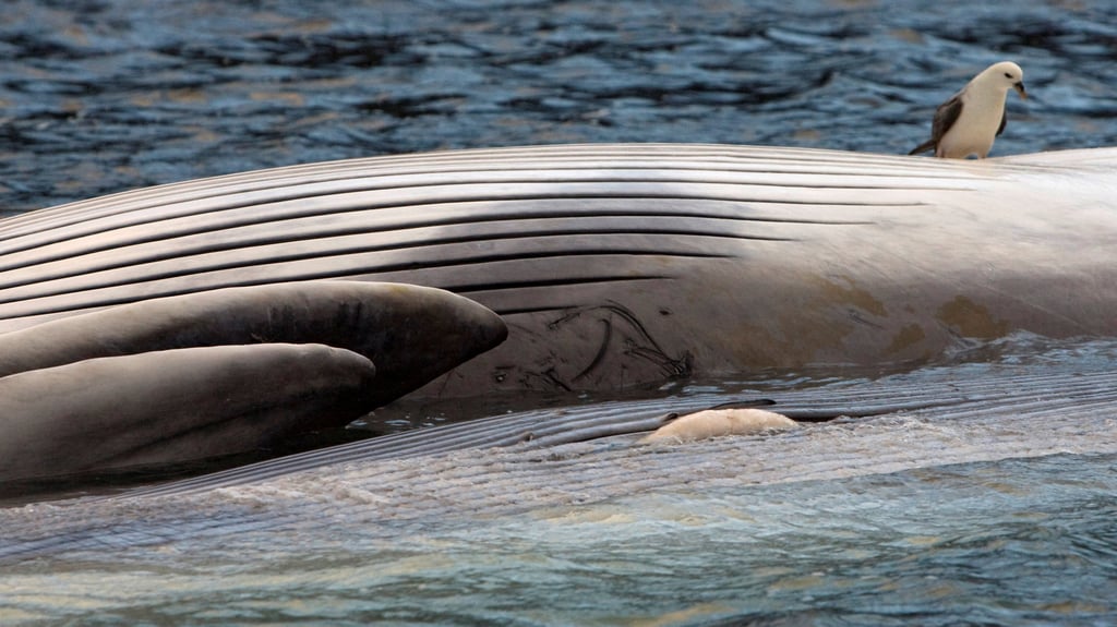 The carcass of a Fin whale near a processing plant in Hvalfjordur, Iceland. File photo: Reuters