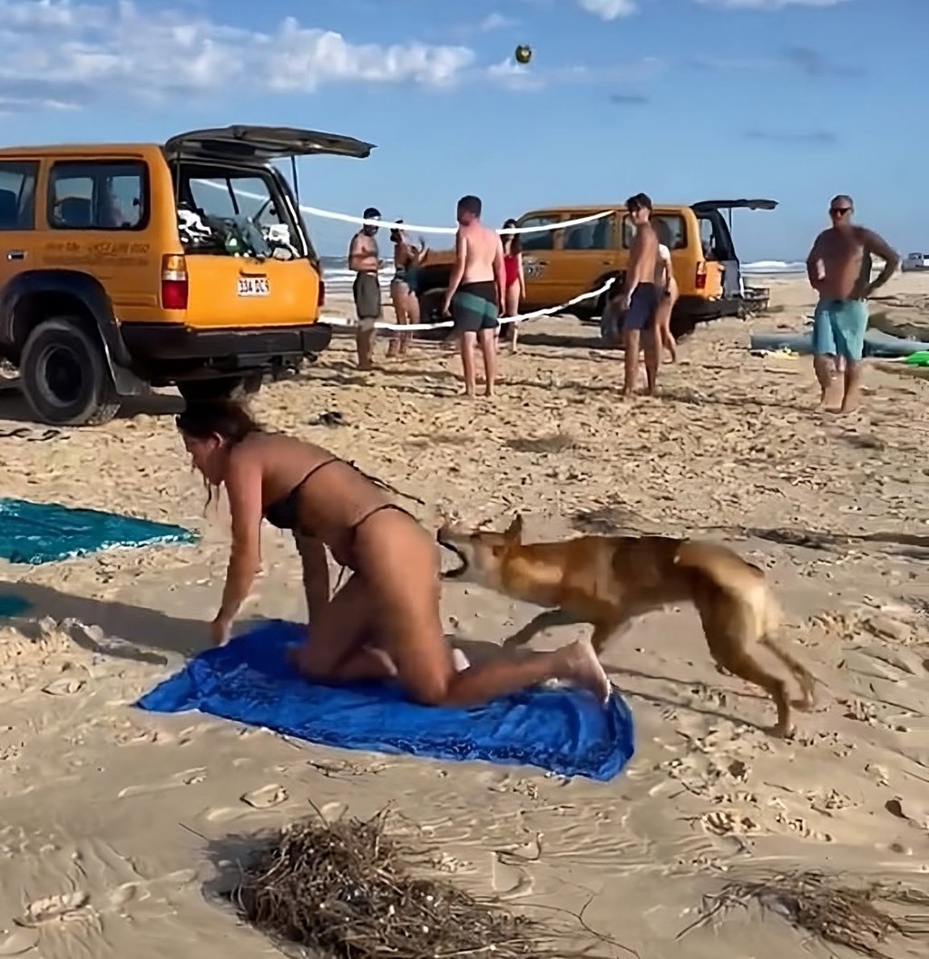 In footage of the attack released by Australian authorities, the French tourist can be seen trying to get away from the dingo as it lunges at her rear end. Photo: Queensland Environment Department Handout
