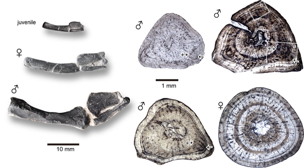 Humerus and thin sections of two sexes of Keichousaurus. Image: Hefei University of Technology