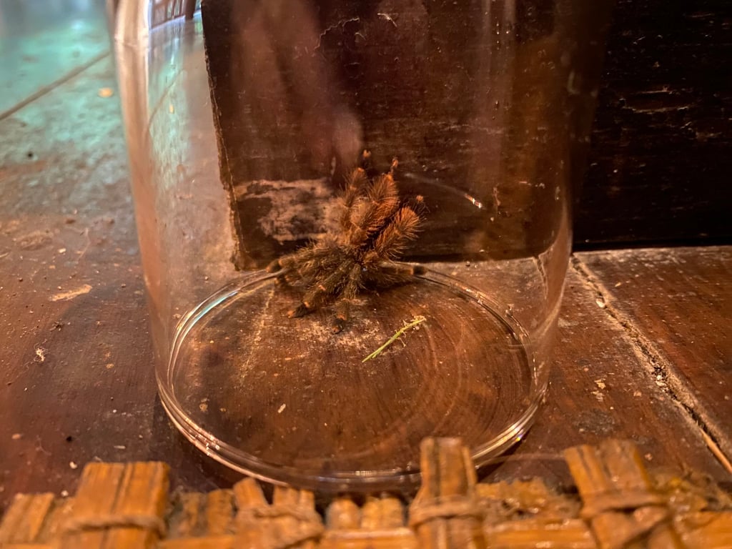 A friendly pink-toed tarantula at the Tambopata Research Centre. Photo: Tamara Hinson