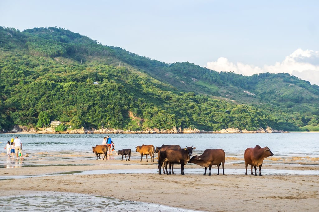 Buffalo roam a beach in Mui Wo, on Hong Kong’s Lantau Island. Photo: Shutterstock