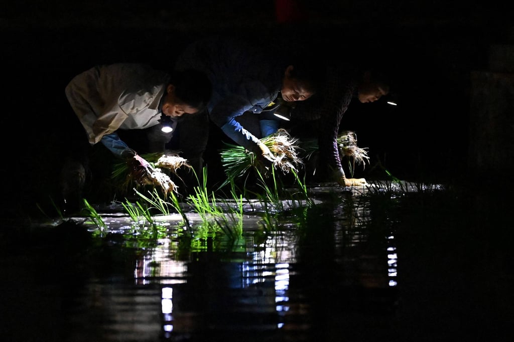 Vietnam farmers beat the 37-degree heat – by planting rice in the dark ...