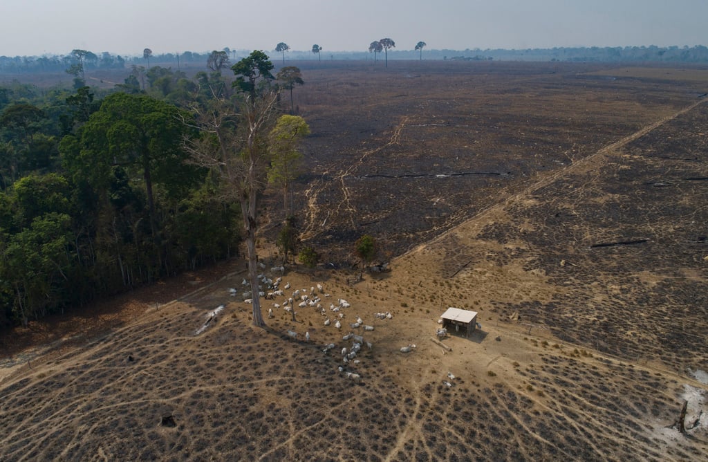 Cattle graze on land burned and deforested by cattle farmers in 2020. File photo: AP Cattle graze on land burned and deforested by cattle farmers in 2020. File photo: AP