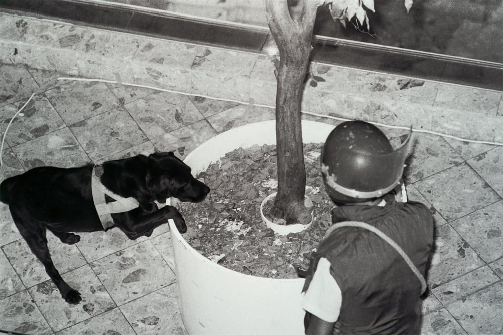 A police sniffer dog in Cityplaza, Taikoo Shing, Hong Kong, after a time bomb exploded in the shopping centre. Photo: SCMP A police sniffer dog in Cityplaza, Taikoo Shing, Hong Kong, after a time bomb exploded in the shopping centre. Photo: SCMP