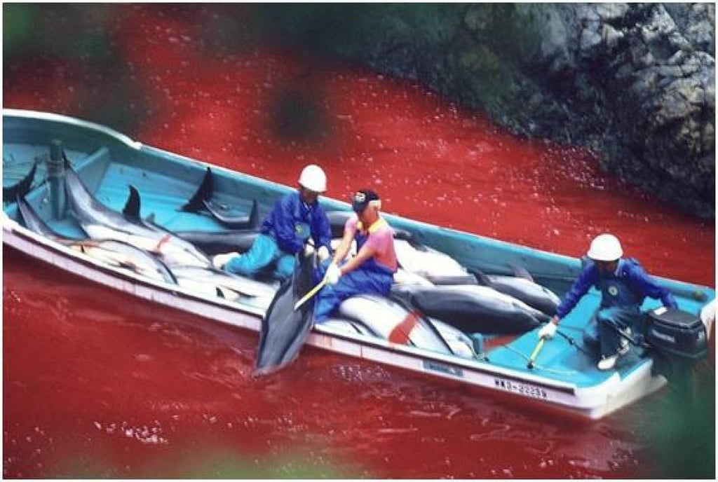 A still from Oscar-winning documentary “The Cove” (2009). Photo: Sony Pictures A still from Oscar-winning documentary “The Cove” (2009). Photo: Sony Pictures