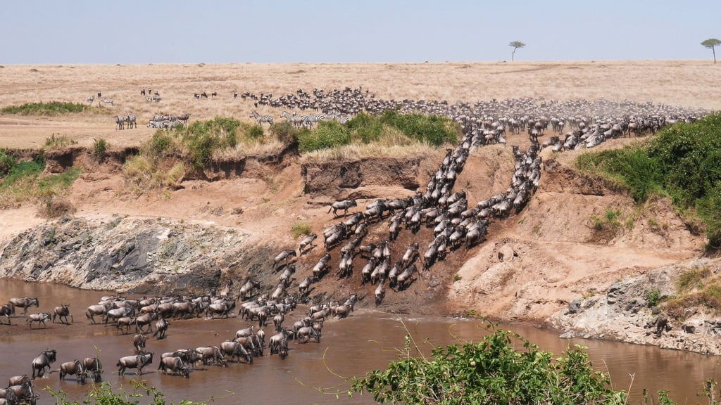 Wildebeest cross a river in the Masai Mara, a popular safari destination and also the place where the Migration Gravel Race is held. Photo: Shutterstock