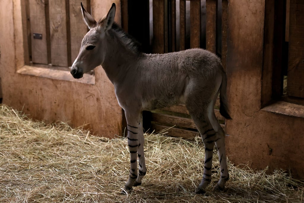An African Somali wild foal, is shown in its enclosure for the first time to the public at the Buin zoo, Santiago, Chile. Photo: Reuters