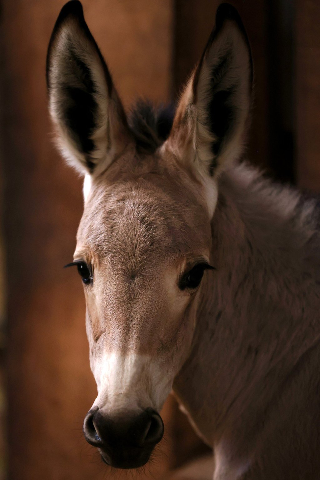 Julieta, an endangered Somali wild ass was born in a private zoo in Chile. Photo: Reuters