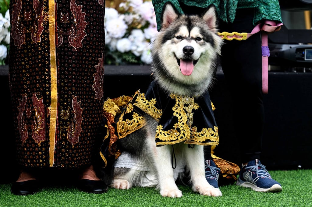 A female Alaskan Malamute wears a Javanese outfit during a dog wedding ceremony in Jakarta, Indonesia. Photo: Xinhua A female Alaskan Malamute wears a Javanese outfit during a dog wedding ceremony in Jakarta, Indonesia. Photo: Xinhua