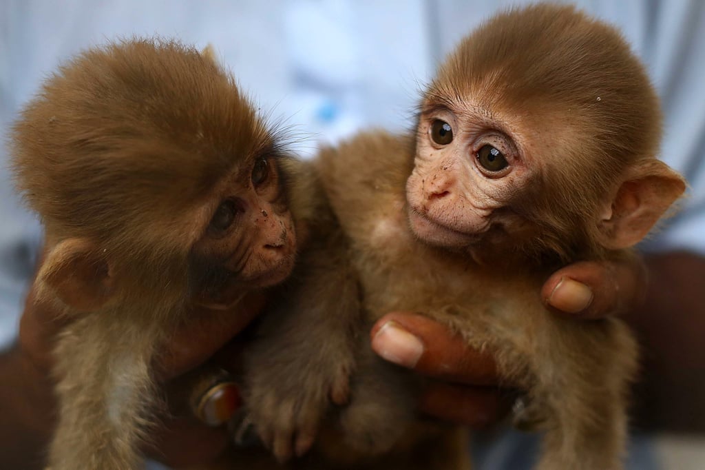 A Pakistani zoo caretaker with two of the newborn monkeys after officials found them being smuggled in crates. Photo: EPA-EFE A Pakistani zoo caretaker with two of the newborn monkeys after officials found them being smuggled in crates. Photo: EPA-EFE