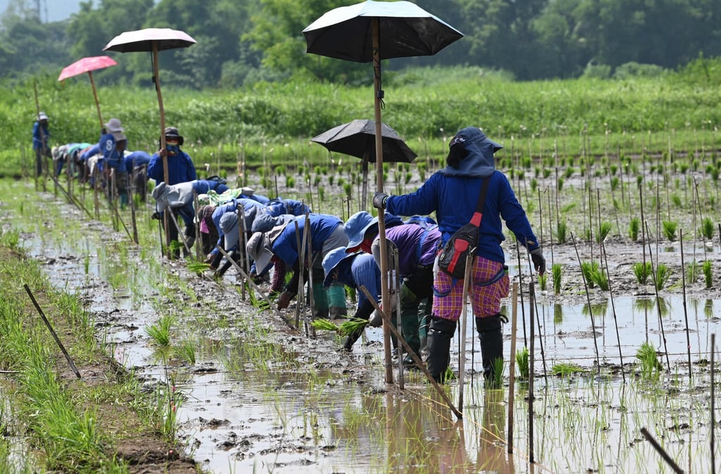 Workers plant varieties of rice in Los Banos town, Laguna province, the Philippines. Photo: AFP