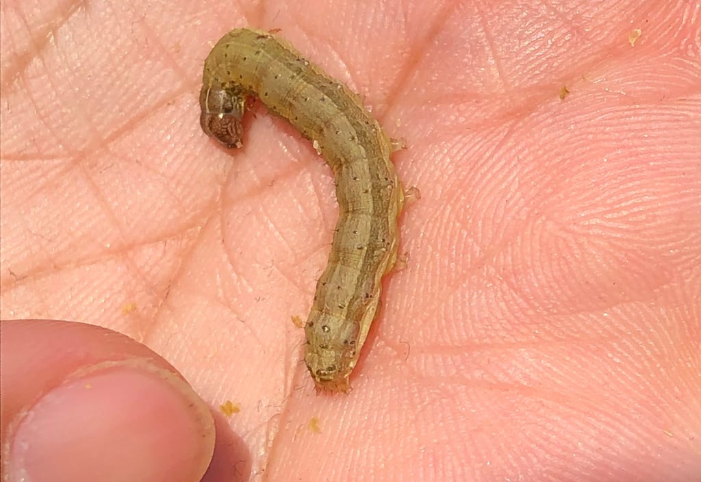 Chinese authorities are particularly keen to keep the fall armyworm at bay. Photo: AP