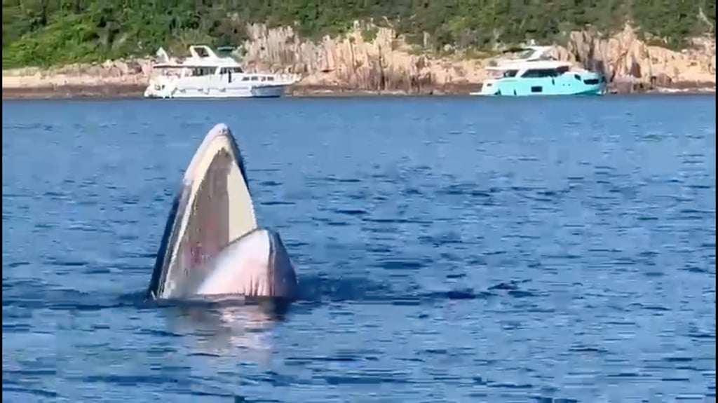 The first images of the Bryde’s whale showed the creature surfacing and opening its jaws to feed. Photo: Photo: Sam Somerville, Jake Newbery and Lily Reid The first images of the Bryde’s whale showed the creature surfacing and opening its jaws to feed. Photo: Photo: Sam Somerville, Jake Newbery and Lily Reid