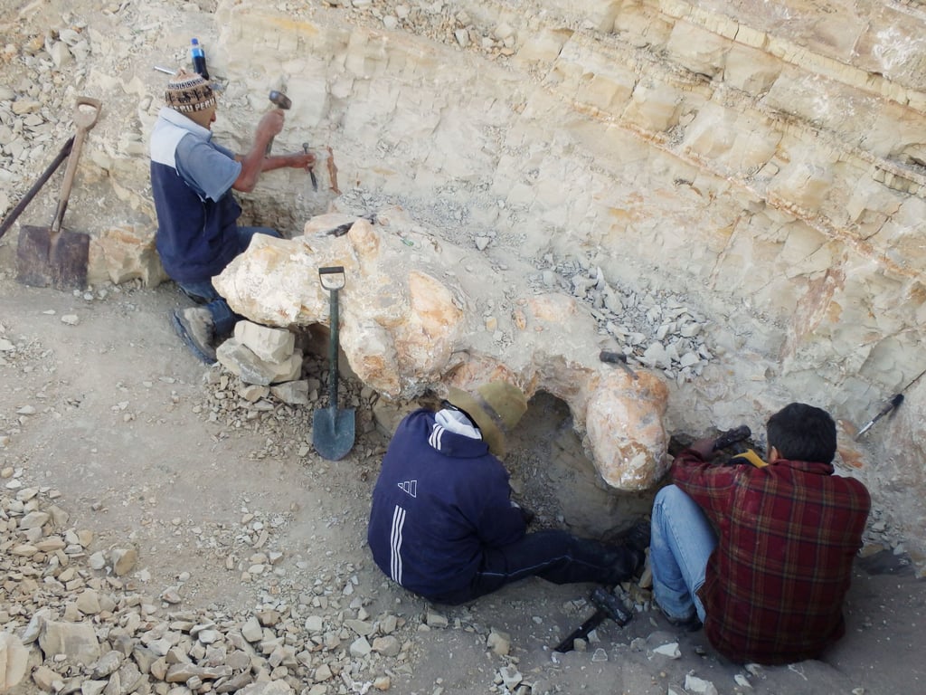 Scientists excavate a Perucetus colossus vertebra fossil in a remote coastal desert in southern Peru. Photo: Giovanni Bianucci via Reuters