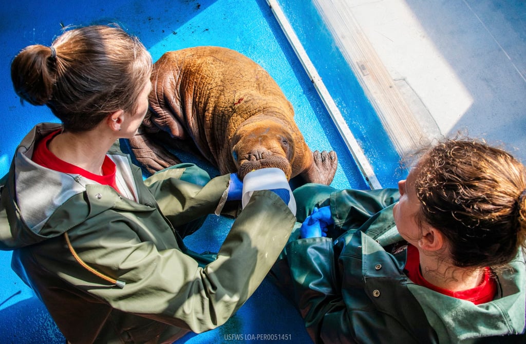 Wildlife Response Animal Care Specialists Halley Werner (left) and Savannah Costner feed formula to a male Pacific walrus calf in Alaska on Tuesday. Photo: Alaska SeaLife Centre via AP
