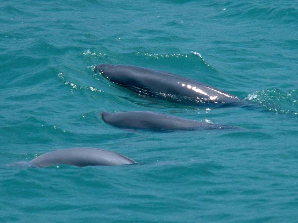 The finless porpoise is commonly seen in local waters. Photo: Hong Kong Dolphin Conservation Society.