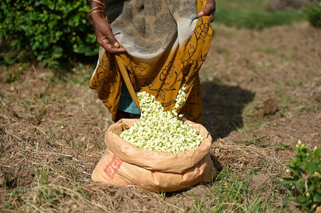 A farmer pours jasmine flowers in a sack after harvesting from farmland on the outskirts of Madurai in India. Photo: AFP