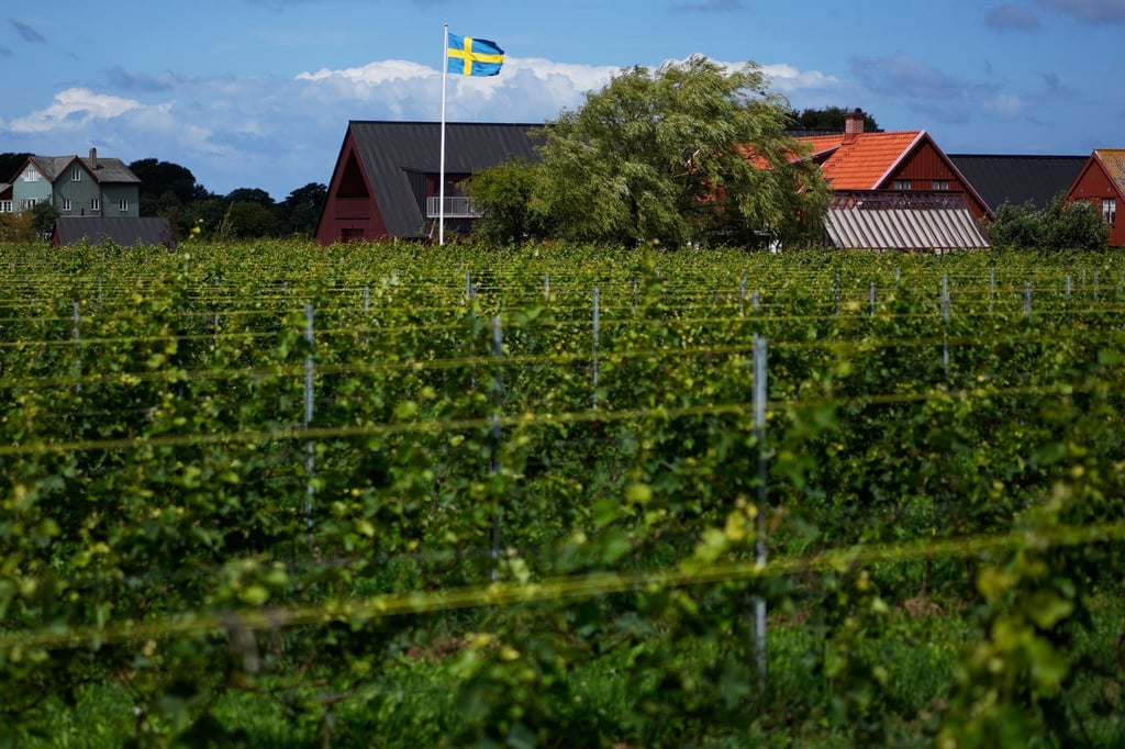 Sweden’s national flag flies above Kullabergs Vingard. Swedish winemaking is an industry with growing ambition. Photo: AP Sweden’s national flag flies above Kullabergs Vingard. Swedish winemaking is an industry with growing ambition. Photo: AP