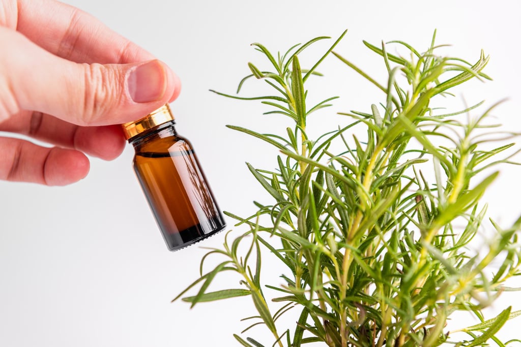 Rosemary oil is said to be an effective tool for hair regrowth. Photo: Getty Images Rosemary oil is said to be an effective tool for hair regrowth. Photo: Getty Images