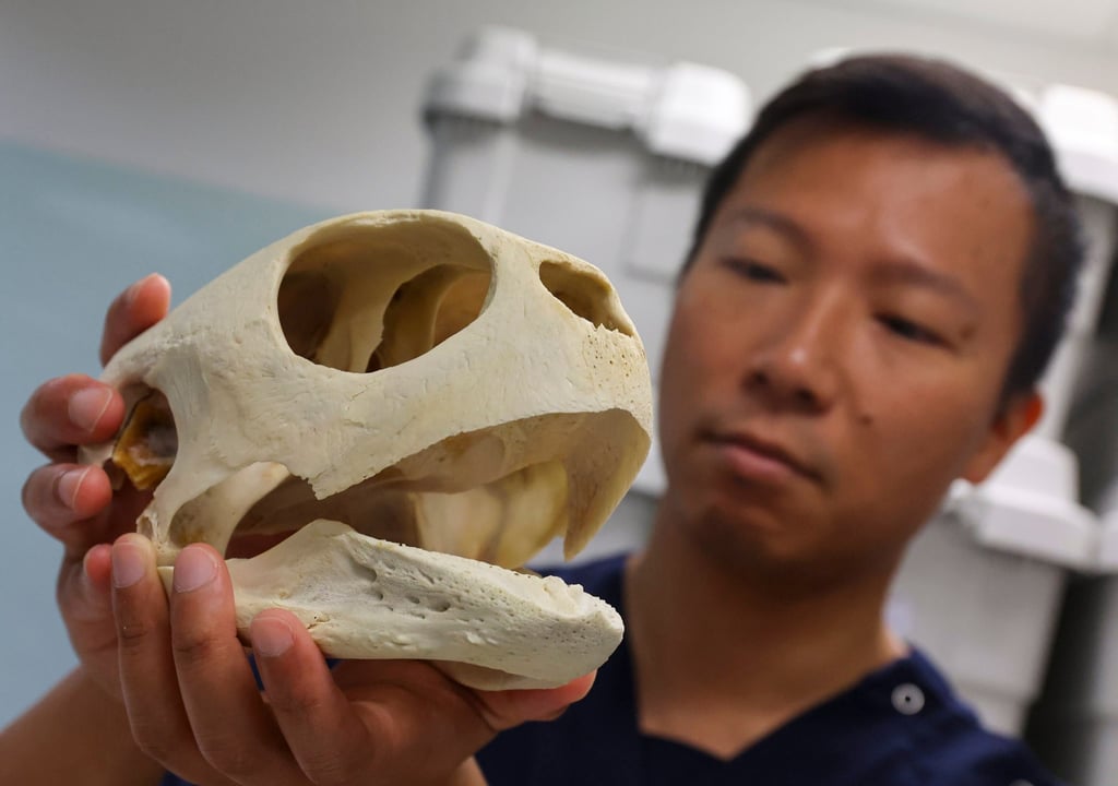 Professor Brian Kot of City University displays a green sea turtle skull at the institution’s aquatic animal virtopsy lab. Photo: Edmond So Professor Brian Kot of City University displays a green sea turtle skull at the institution’s aquatic animal virtopsy lab. Photo: Edmond So