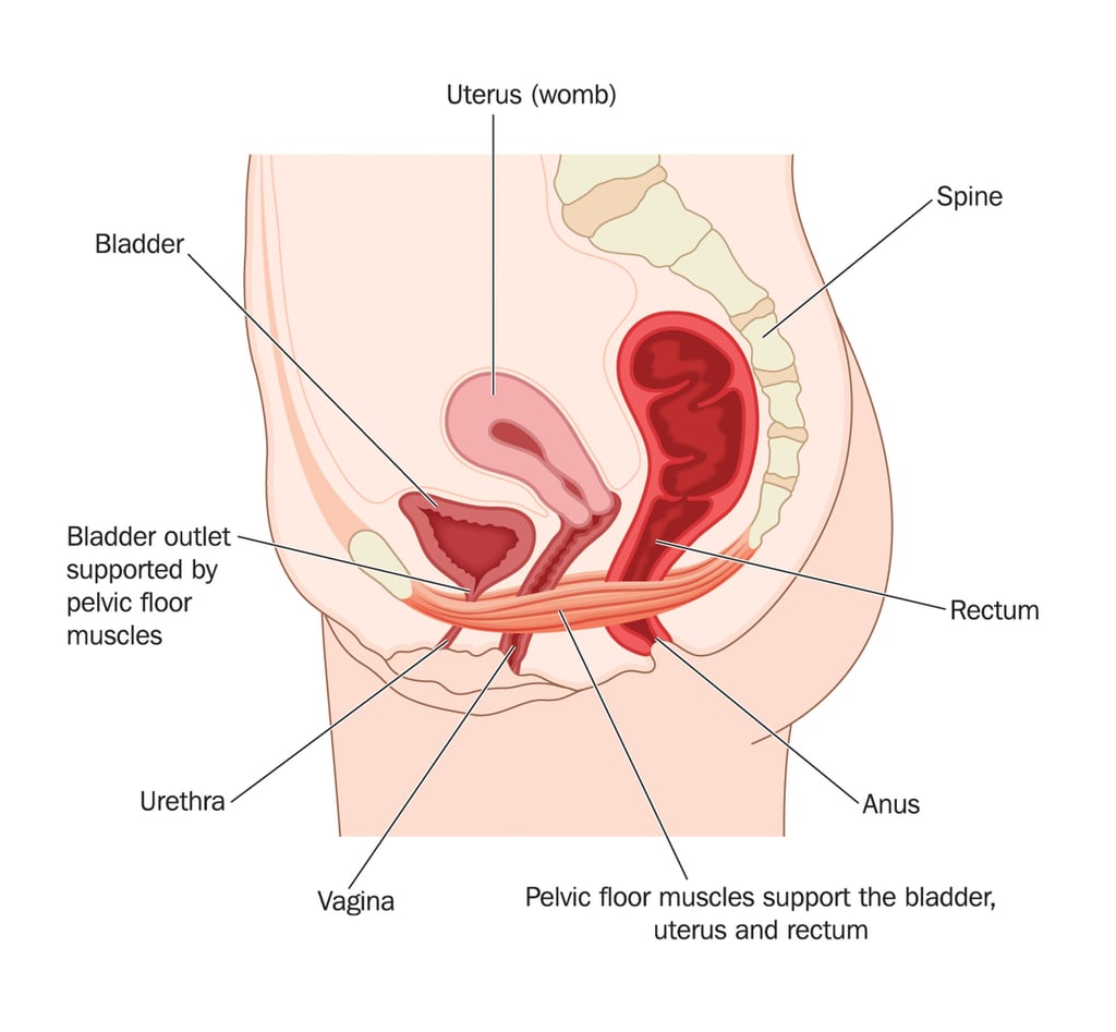 The pelvic floor muscles support the uterus, bladder, rectum and other organs. Illustration: Shutterstock