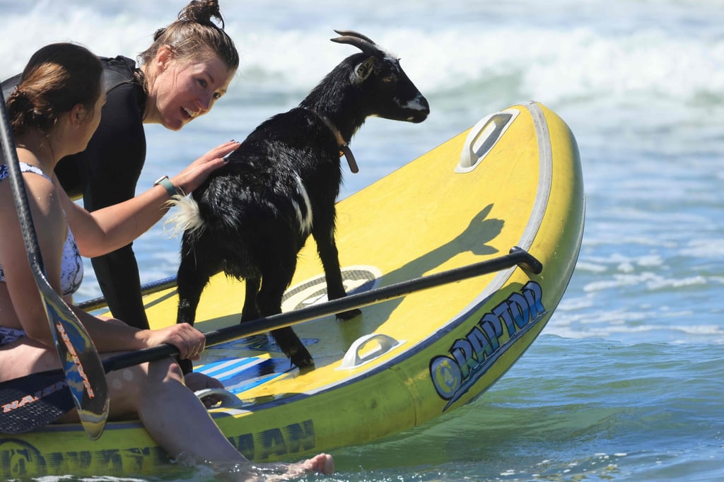 Elizabeth French and Rebekah Abern surf with Chupacabrah the goat during a lesson in Pismo Beach, California, on Tuesday. Photo: AFP