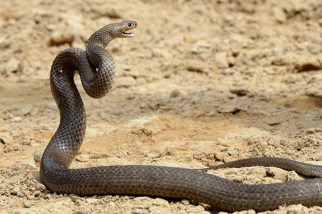 A deadly Australia eastern brown snake, which has enough venom to kill 20 adults with a single bite, in the Sydney suburb of Terrey Hills. Photo: AFP A deadly Australia eastern brown snake, which has enough venom to kill 20 adults with a single bite, in the Sydney suburb of Terrey Hills. Photo: AFP