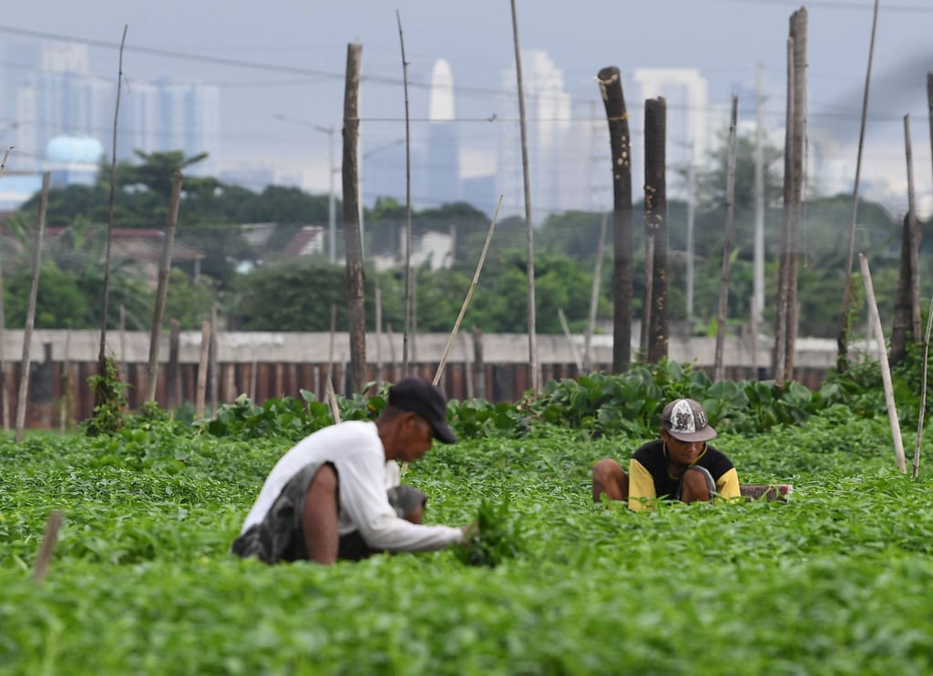 Workers harvest water spinach from a plantation among fish pens in Laguna lake, suburban Manila in August. Photo: AFP