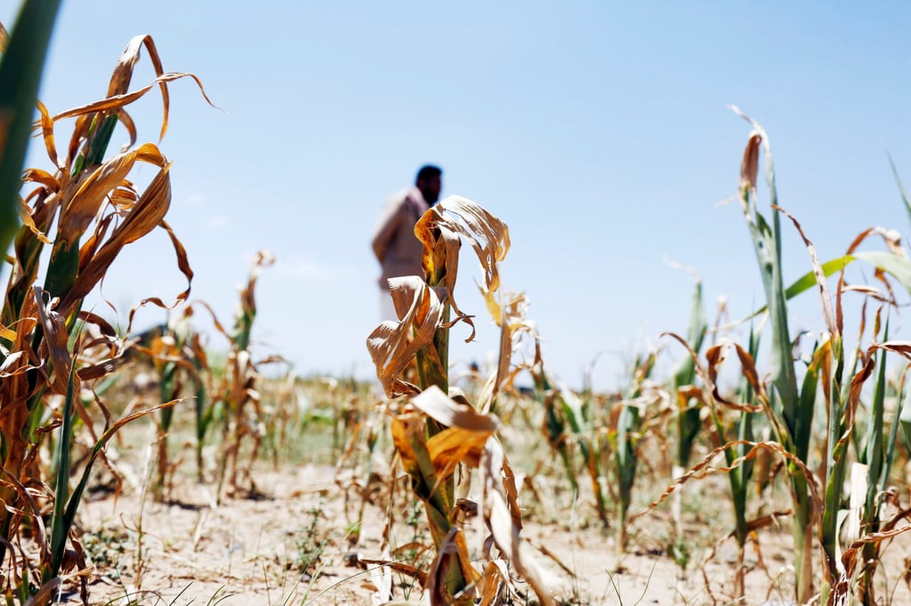 Wilted crops on the outskirts of Sanaa, Yemen seen in August 2023. The agriculture sector has one of the highest values at risk from biodiversity loss. Photo: Xinhua