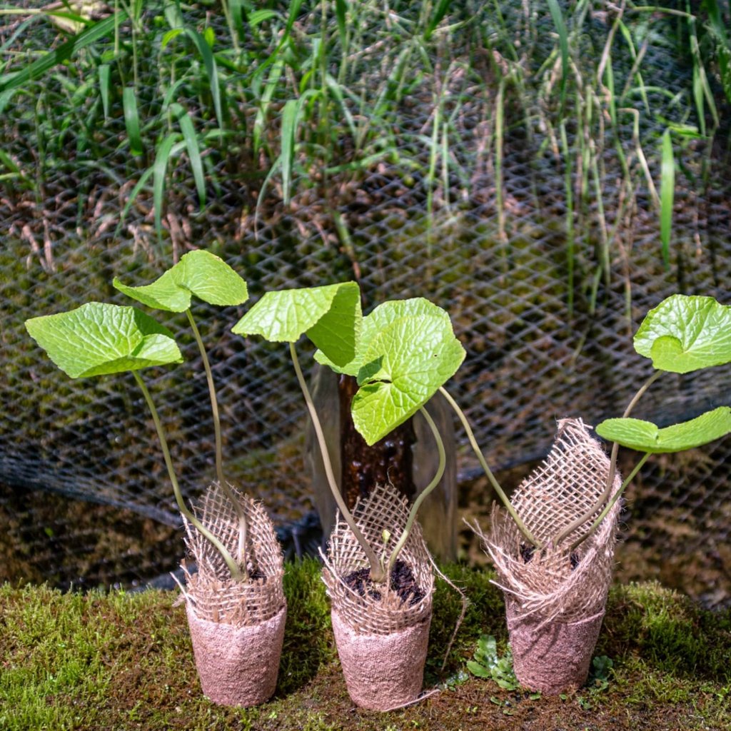 Wasabi plants for sale at The Wasabi Company, founded by CEO Jon Old, in Britain. Photo: Instagram/@wasabigrowersuk Wasabi plants for sale at The Wasabi Company, founded by CEO Jon Old, in Britain. Photo: Instagram/@wasabigrowersuk