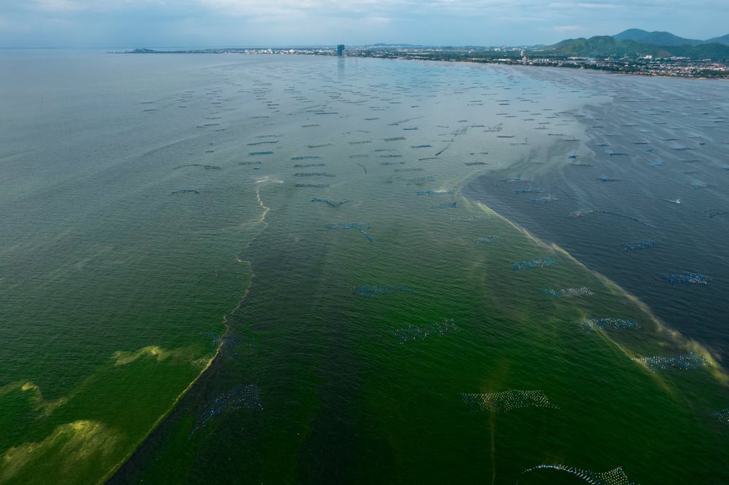 An aerial view of mussel farms at Chonburi surrounded by green seawater caused by the plankton bloom. Photo: Reuters